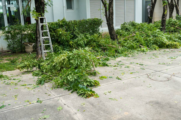 Best Tree Removal Near Me  in Hertford, NC